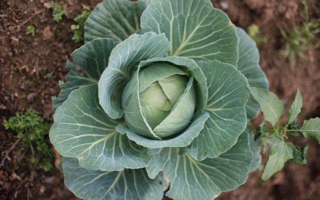 A top view of a green cabbage growing in the garden